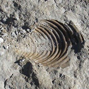 fossil1