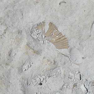 fossil3